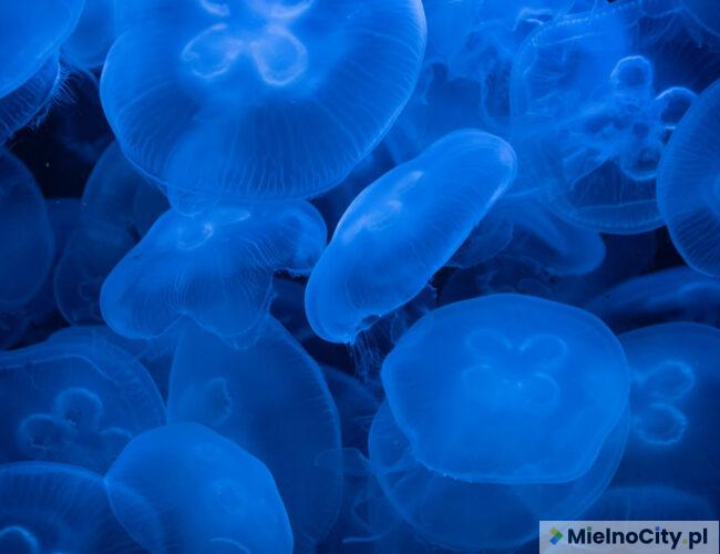Meduzy w Morzu Bałtyckim – czy parzą i są niebezpieczne?