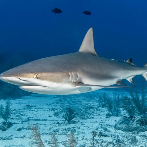 Czy w Bałtyku żyją rekiny? 🦈