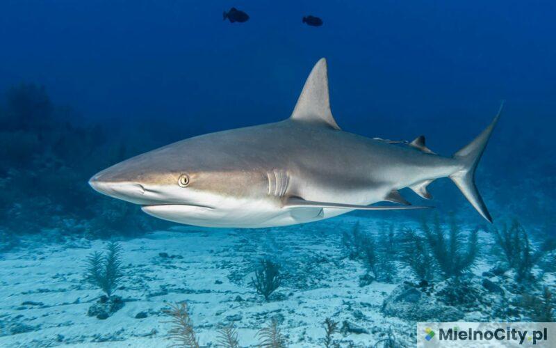 Bali Rekiny Czy w Bałtyku żyją rekiny? 🦈